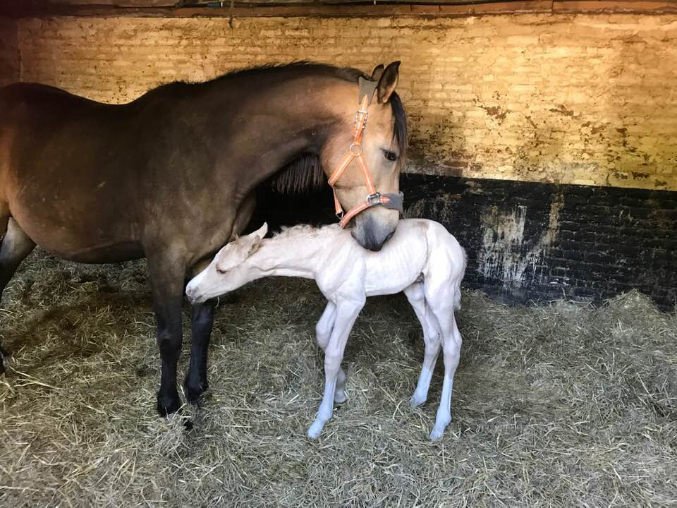 Palomino Horses